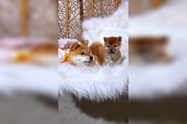 短剧网剧免费观看 - 萌宠日常分享